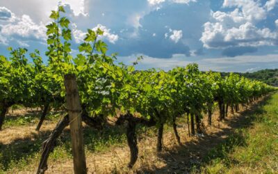 Québec : Quel réel marché pour les viticulteurs français ?